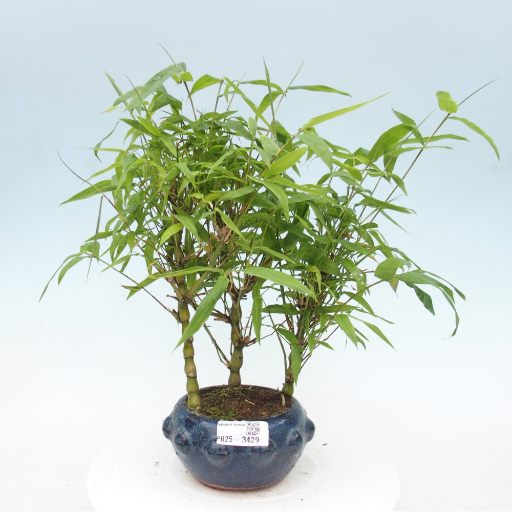 Room bonsai - Bamboo budha - Bamboo budha belly