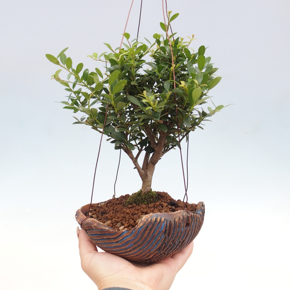 Kokedama z ceramiki - Ilex crenata - Holly