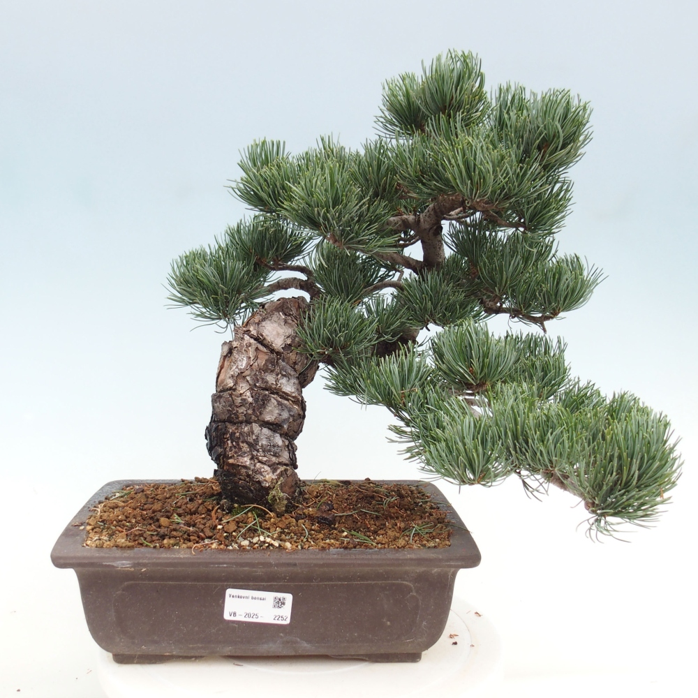 Outdoor bonsai - Pinus parviflora - Mała sosna