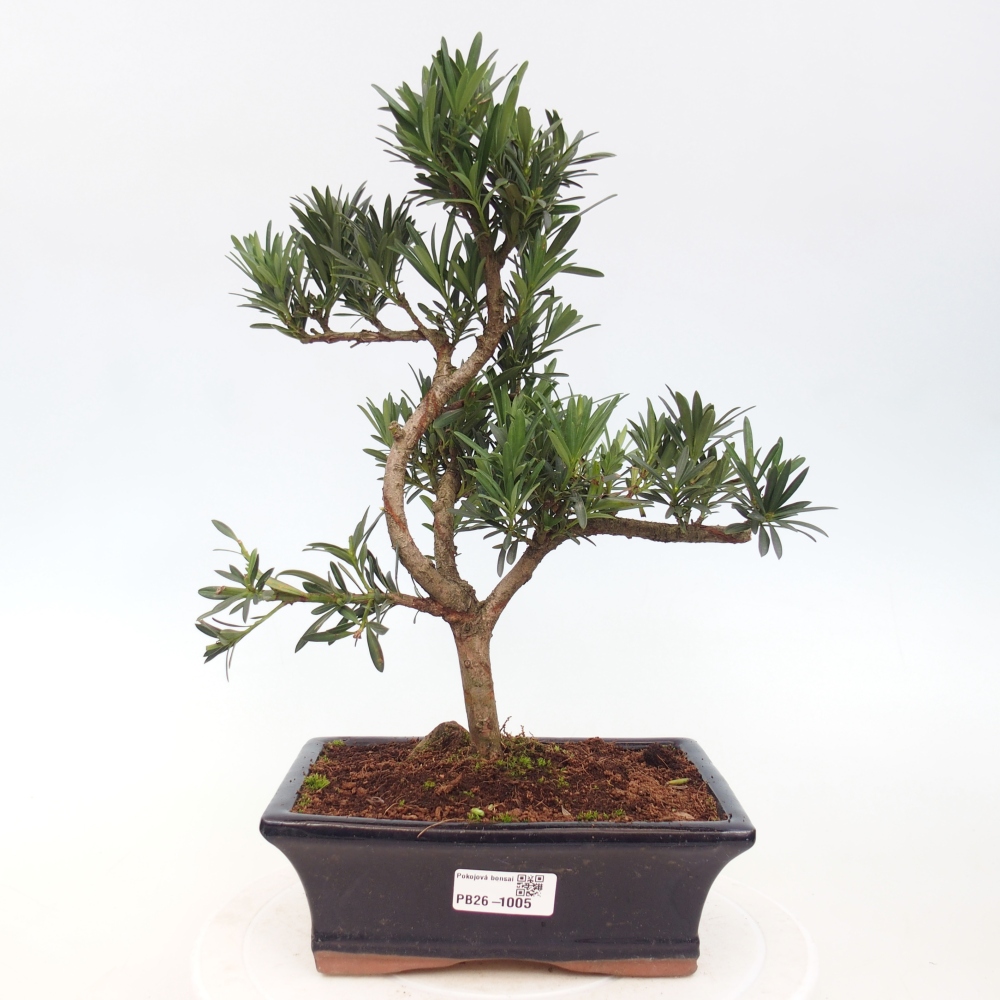 Pokój bonsai - Podocarpus - Kamienny cis