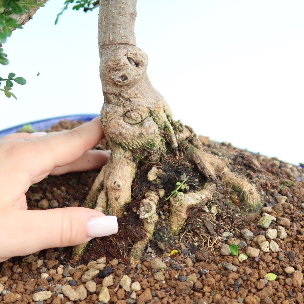Pokój bonsai - Zantoxylum piperitum - drzewo pieprzowe