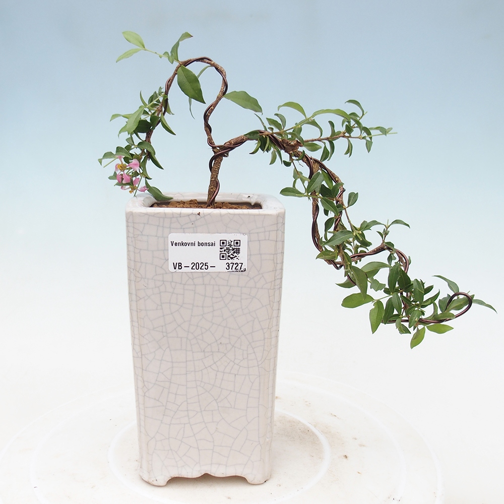 bonsai pokoju - wiśnia Malpighia coccigera- Barbdorská
