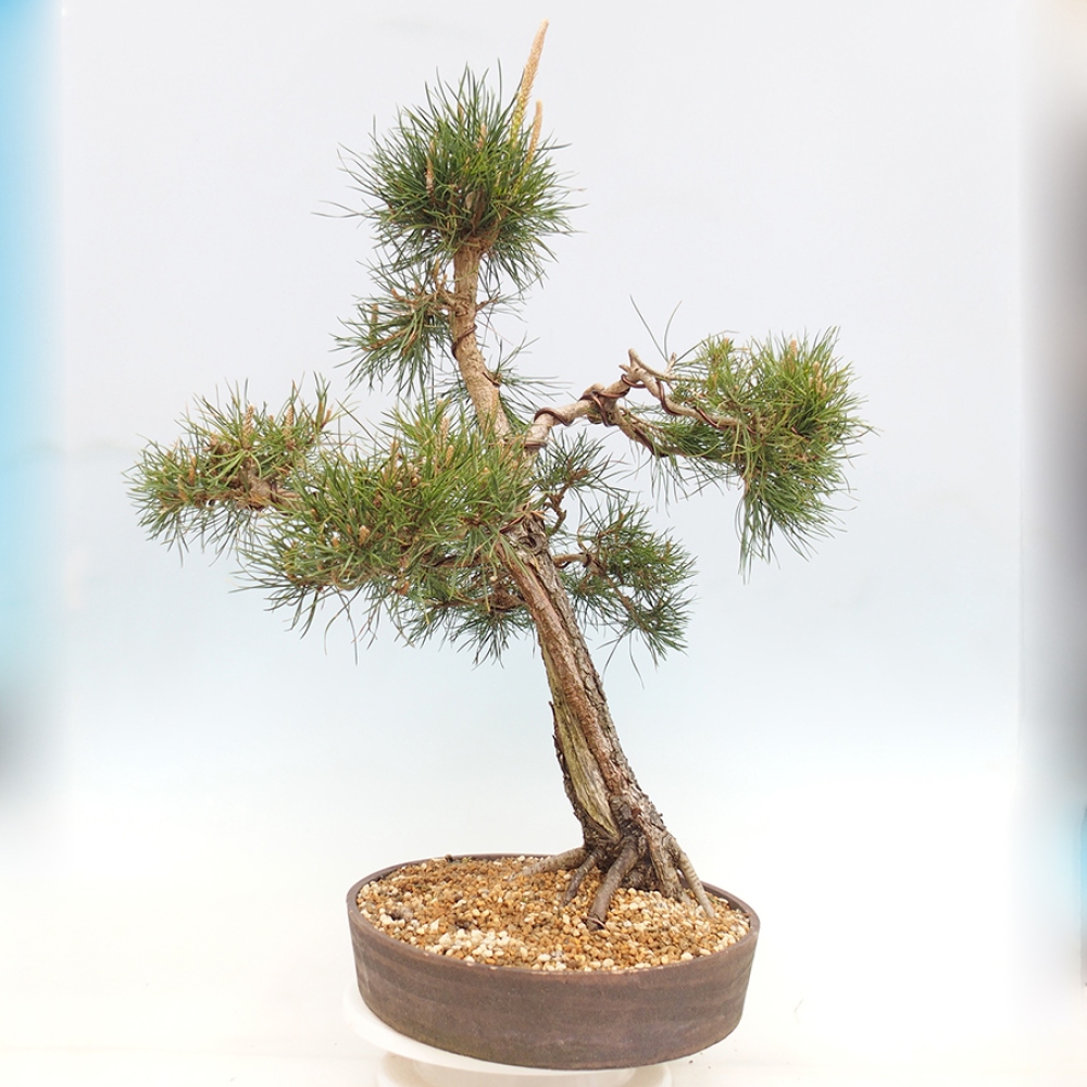 Outdoor bonsai - Pinus thunbergii - sosna Thunberga