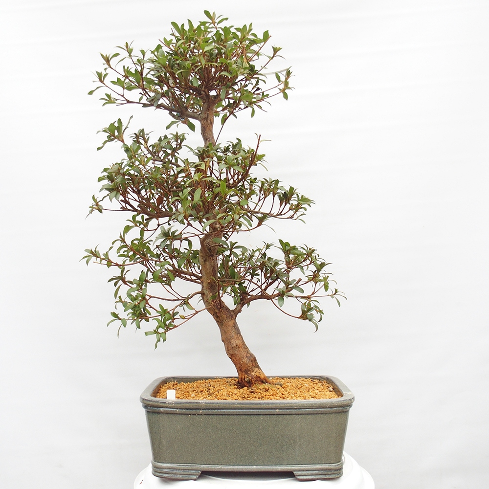Bonsai zewnętrzne - Azalia japońska - Azalia Koki