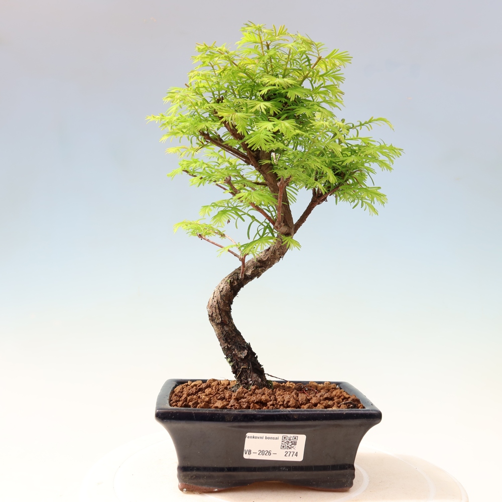 Outdoor bonsai - Metasequoia glyptostroboides - Metasekwoja chińska