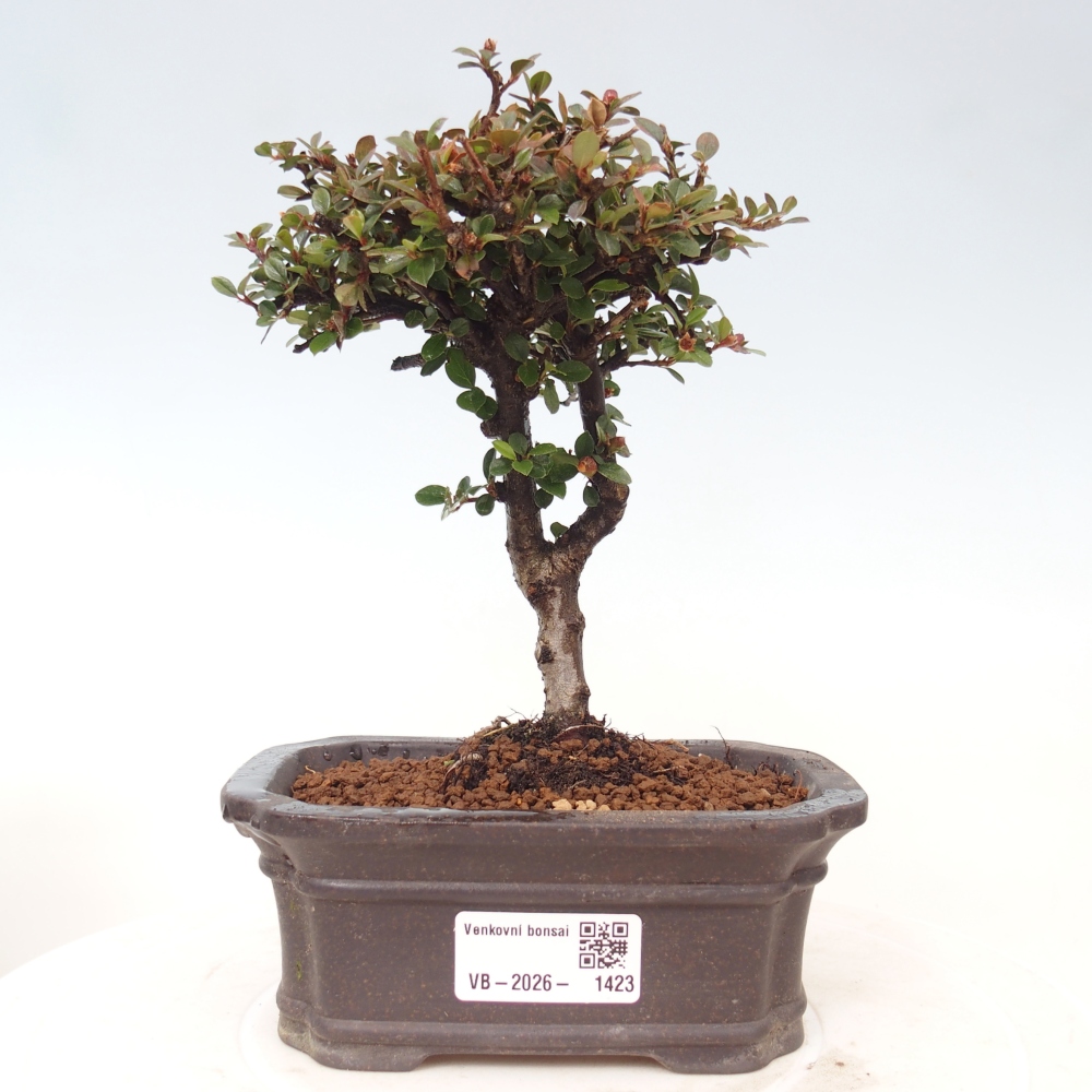 Outdoor bonsai - irga pozioma - Rocky Mountain