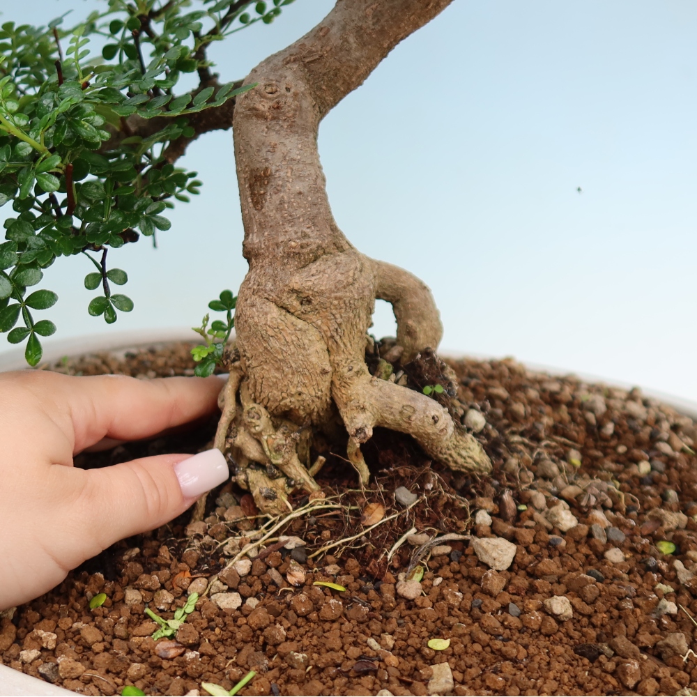 Pokój bonsai - Zantoxylum piperitum - drzewo pieprzowe