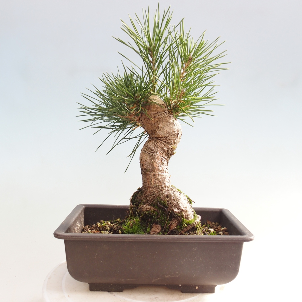 Outdoor bonsai - Pinus thunbergii - sosna Thunberga