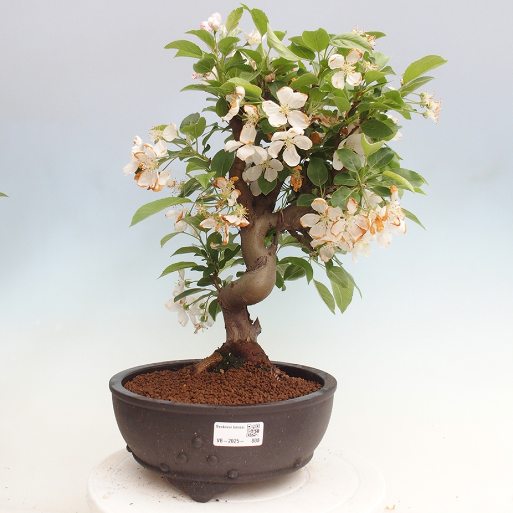 Bonsai plenerowe - Malus Halliana - Jabłoń drobnoowocowa