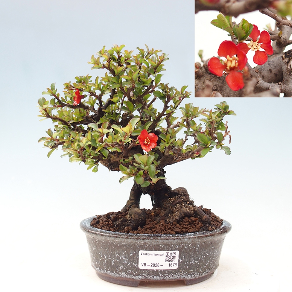 Bonsai zewnętrzne - Chaneomeles speciosa - Pigwa