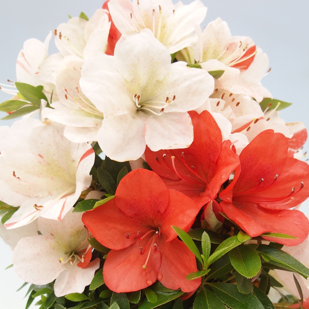 Bonsai ogrodowe - azalia japońska - Azalea Asazakura