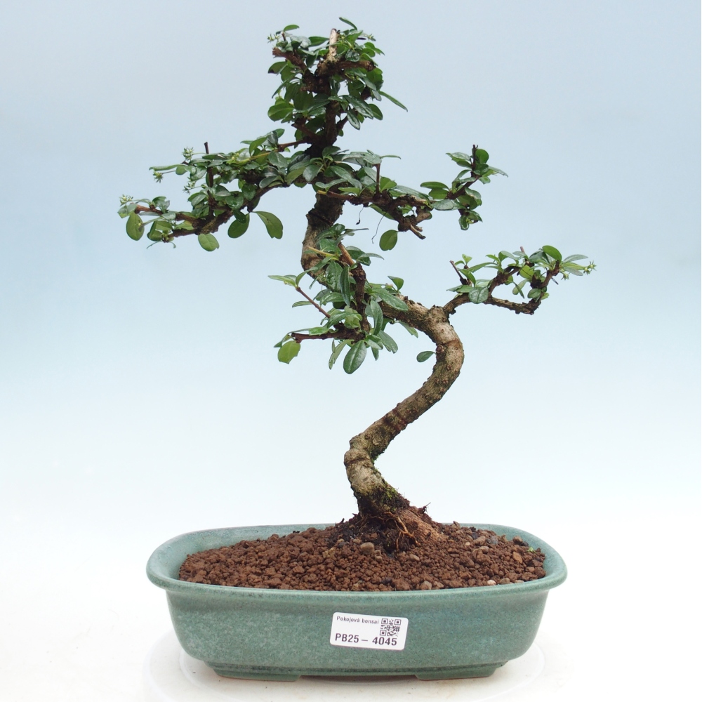 Bonsai pokojowe - Carmona macrophylla - Tea fuki