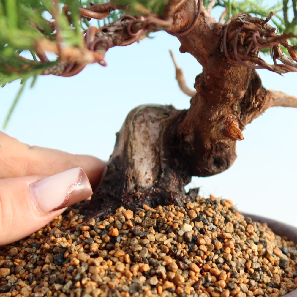 Outdoor bonsai - Juniperus chinensis Itoigawa - Jałowiec chiński