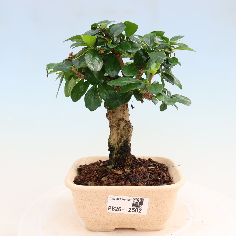 Bonsai pokojowe - Carmona macrophylla - Tea fuki