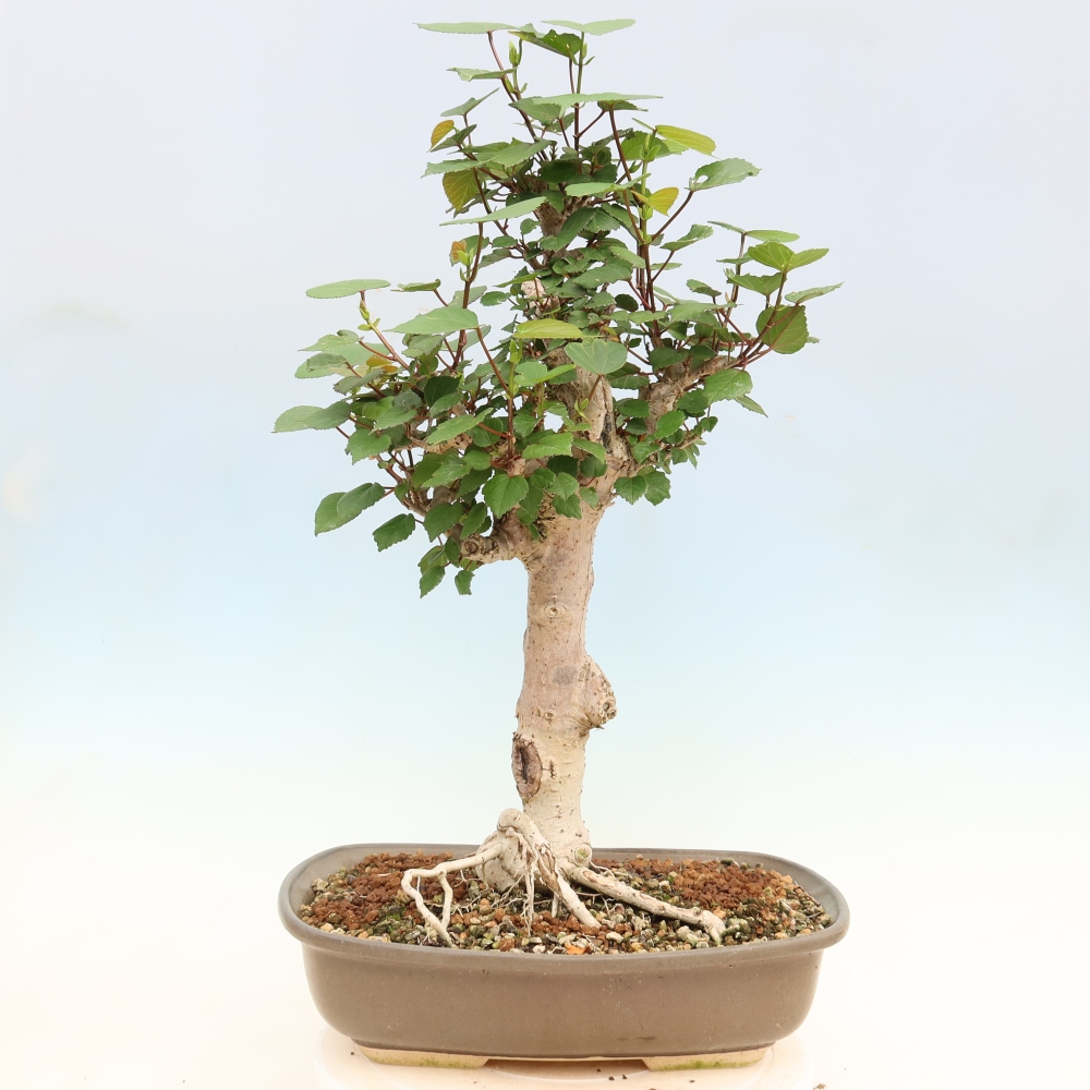 Bonsai domowe - Hibiscus tiliaceus - Hibiskus morski