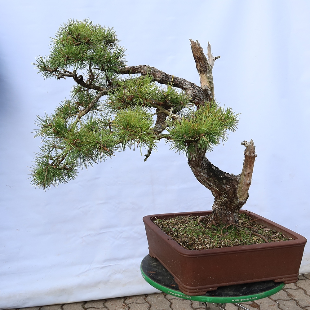 Pinus sylvestris Hiszpania – sosna zwyczajna