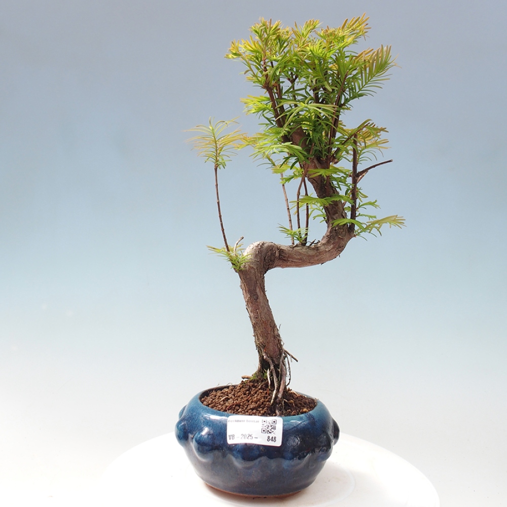 Outdoor bonsai - Metasequoia glyptostroboides - chińskie metasekvoje