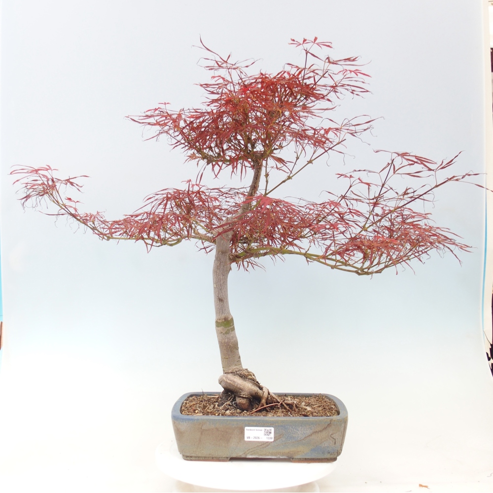 Bonsai zewnętrzne - Acer palmatum RED PYGMY