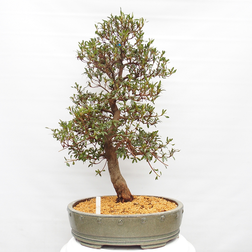 Bonsai zewnętrzne - Azalia japońska - Azalia CHIHIRO