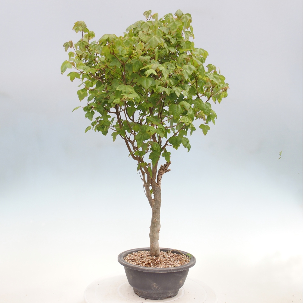 Outdoor bonsai - Acer Buergerianum - Klon Burger