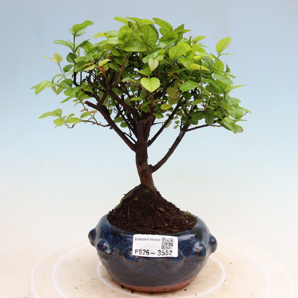 Bonsai pokojowe - Sageretia thea - Sageretia thea
