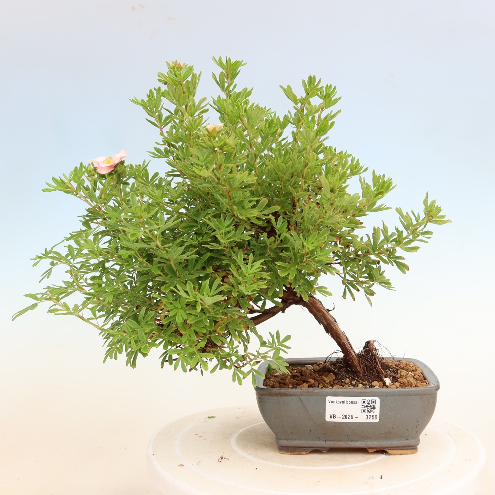 Bonsai ogrodowe – Potentilla fruticosa – Potentila fruticosa Bellissima