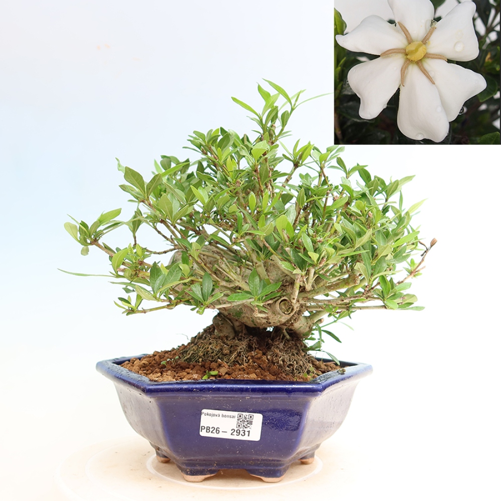 Bonsai pokojowe – Gardenia jasminoides – Gardenia