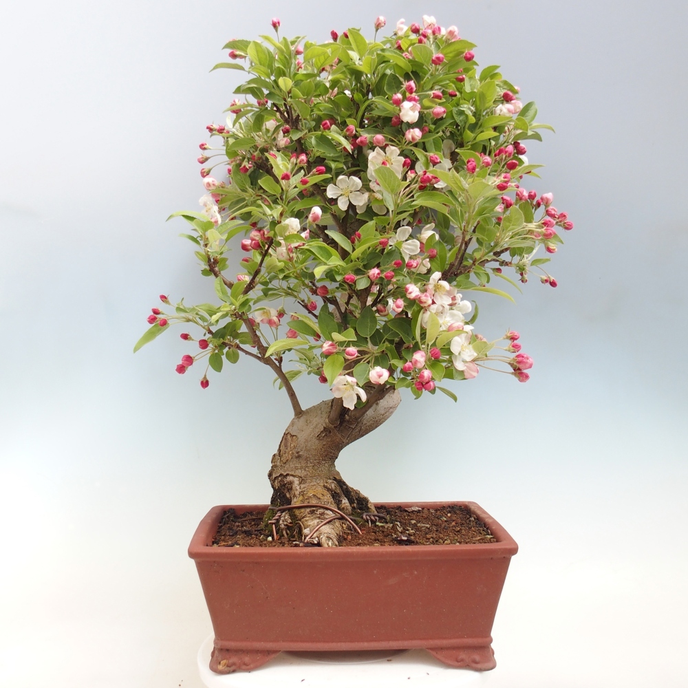 Outdoor bonsai - Malus halliana - Jabłoń drobnoowocowa