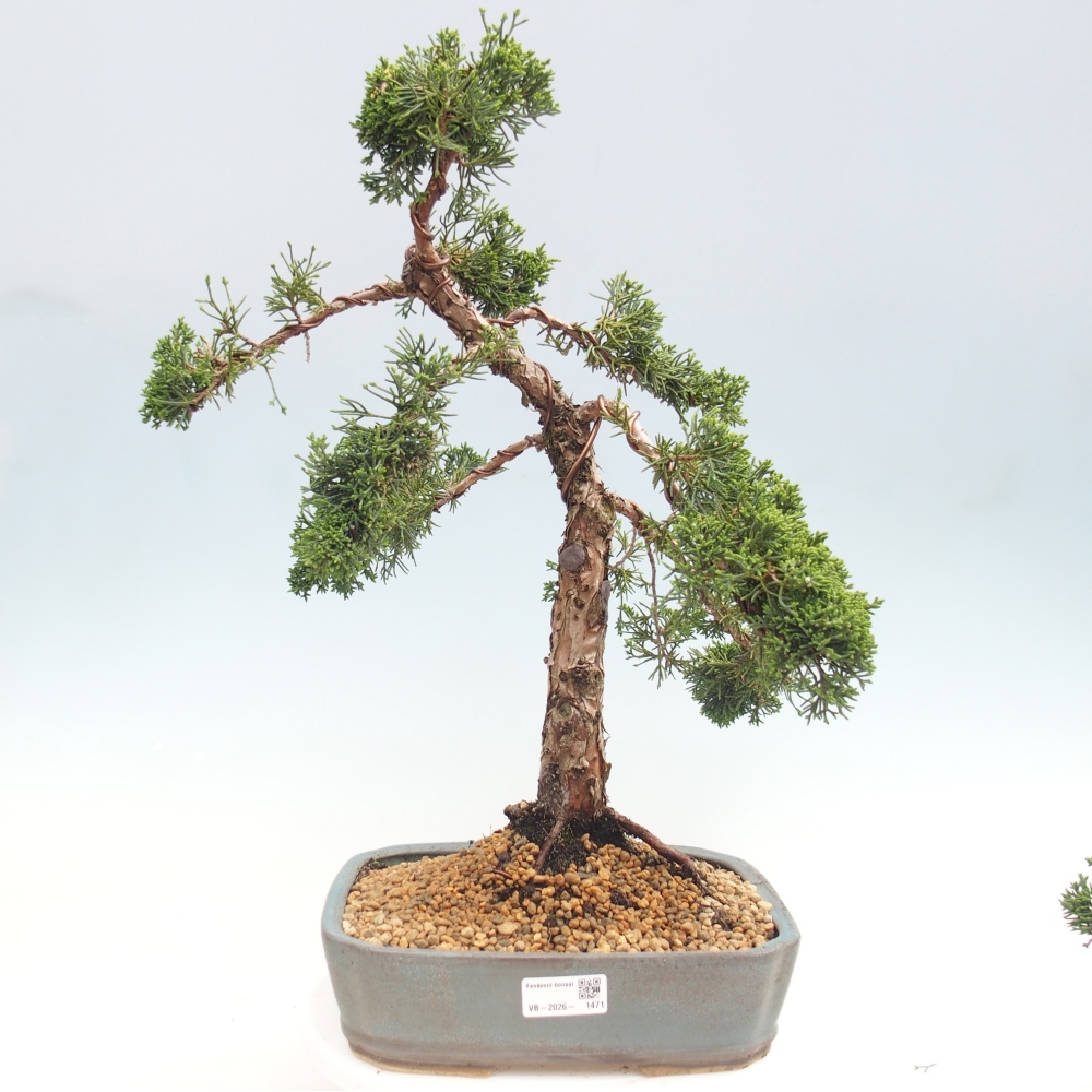 Outdoor bonsai - Juniperus chinensis Kishu