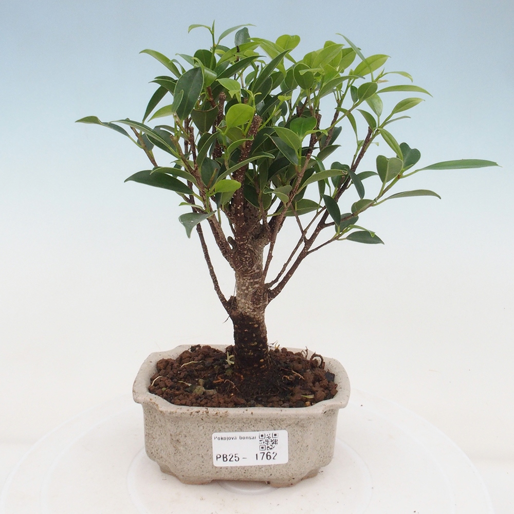 Pokojová bonsai - Ficus retusa - malolistý fíkus