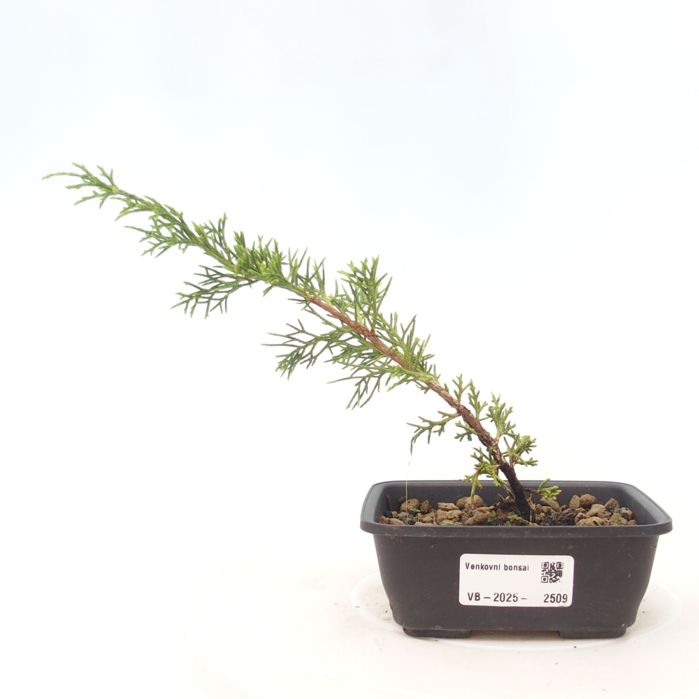 Outdoor bonsai - Juniperus chinensis Itoigawa - Jałowiec chiński