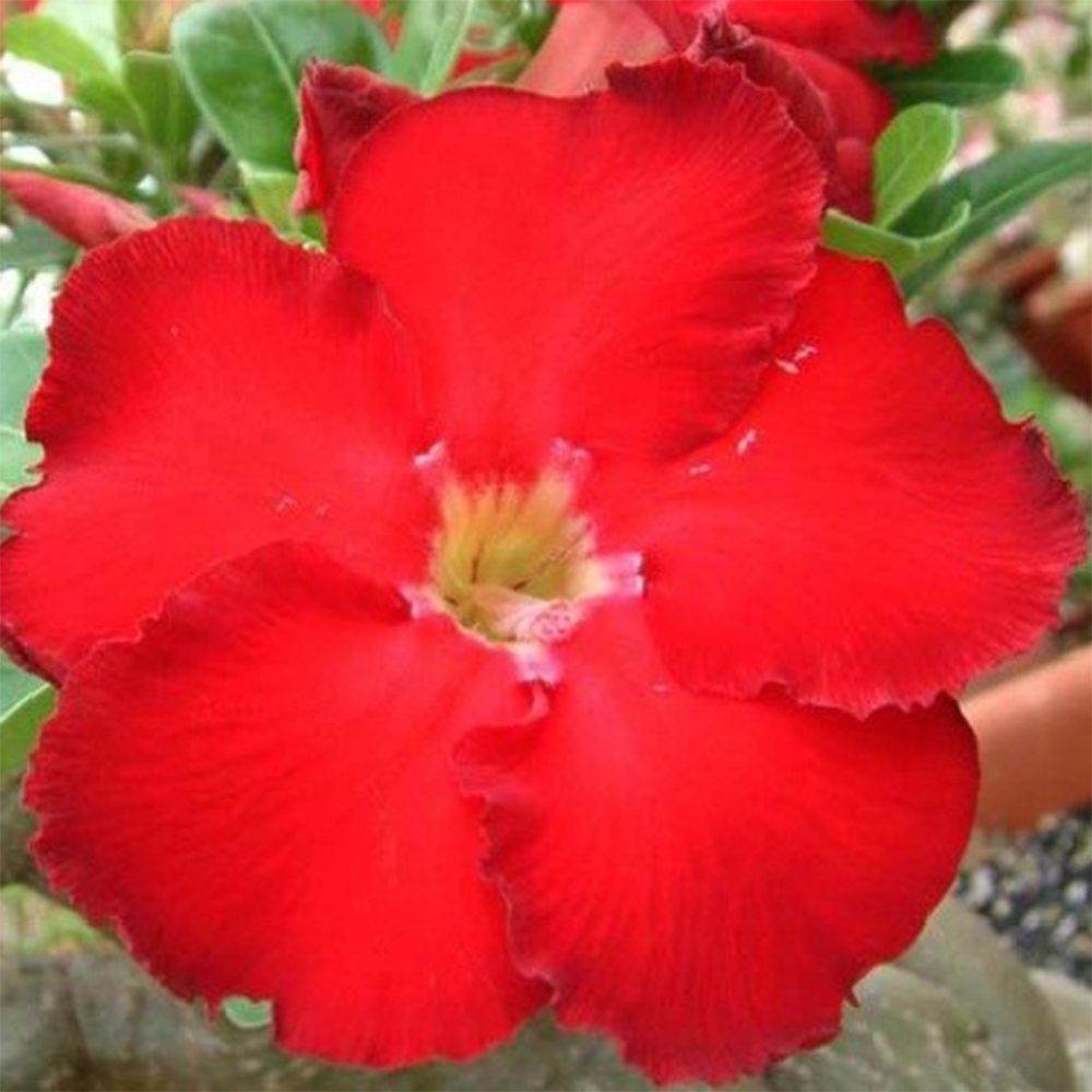 Bonsai pokojowe – Adenium obesum Red Star – Róża pustynna