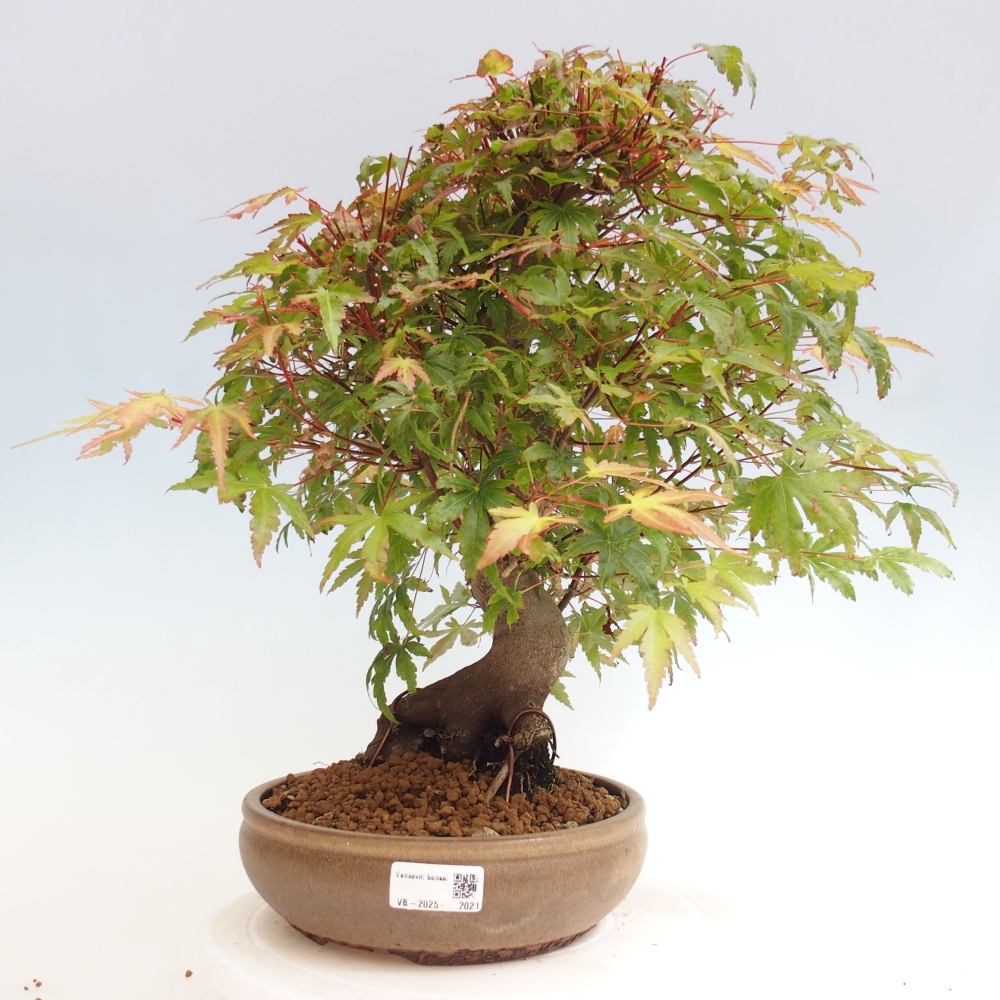Outdoor bonsai - Klon - Acer palmatum