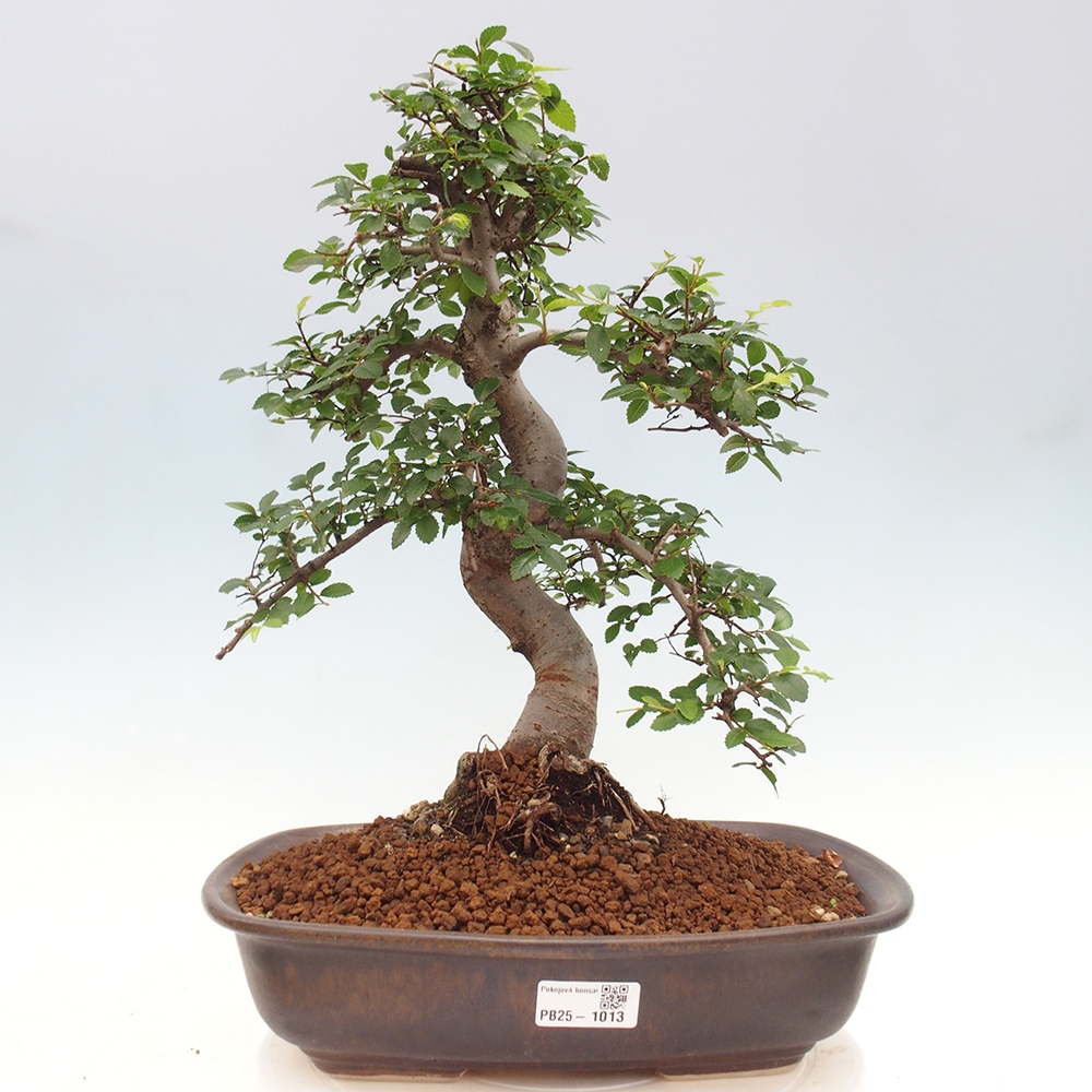 Bonsai wewnętrzne - Ulmus parvifolia - Wiąz drobnolistny