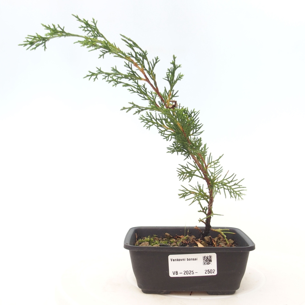 Outdoor bonsai - Juniperus chinensis Itoigawa - Jałowiec chiński