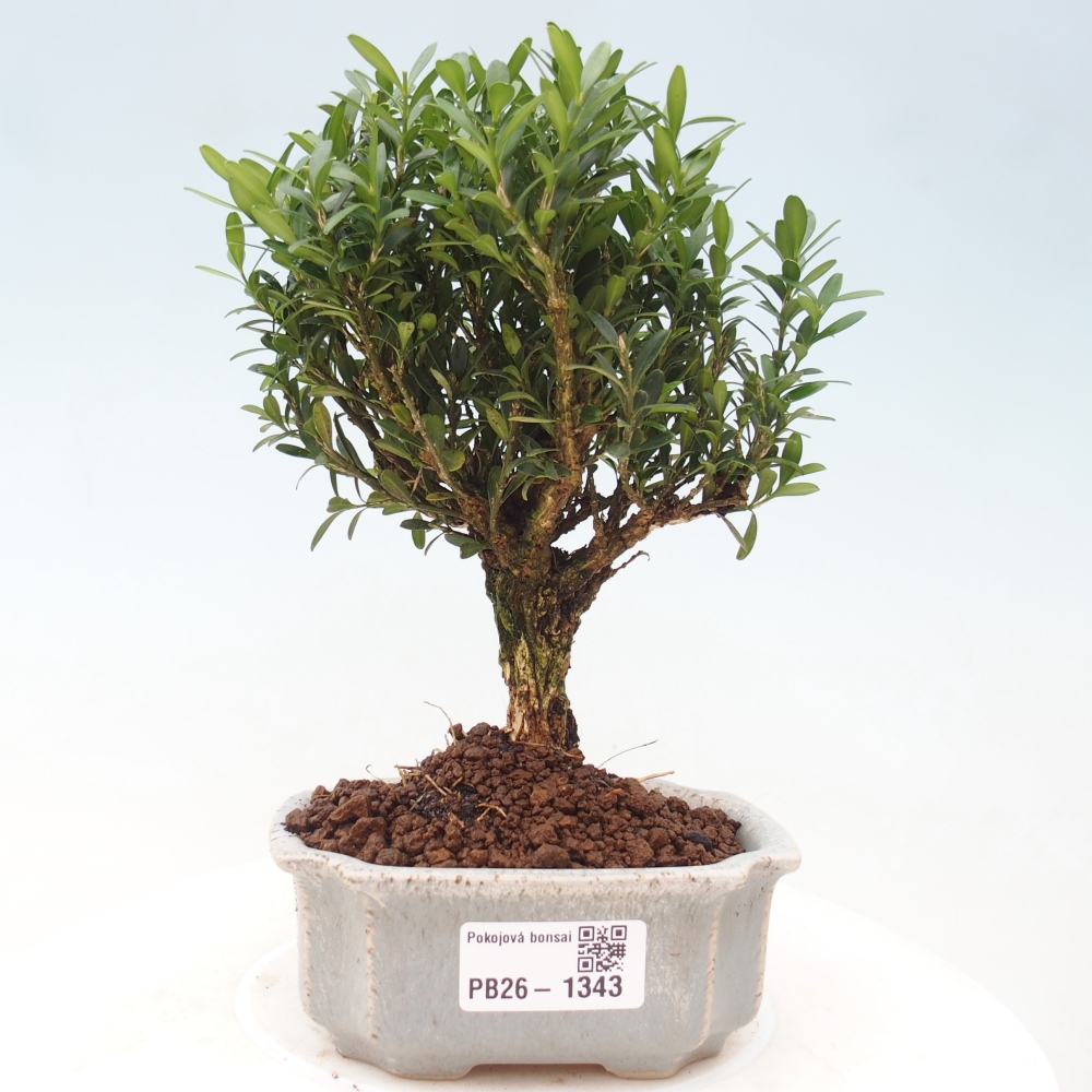 Pokój bonsai - Buxus harlandii - buxus korkowy