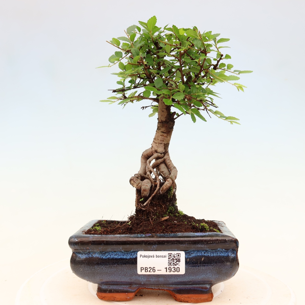 Pokój bonsai - Ulmus parvifolia - Wiąz drobnolistny