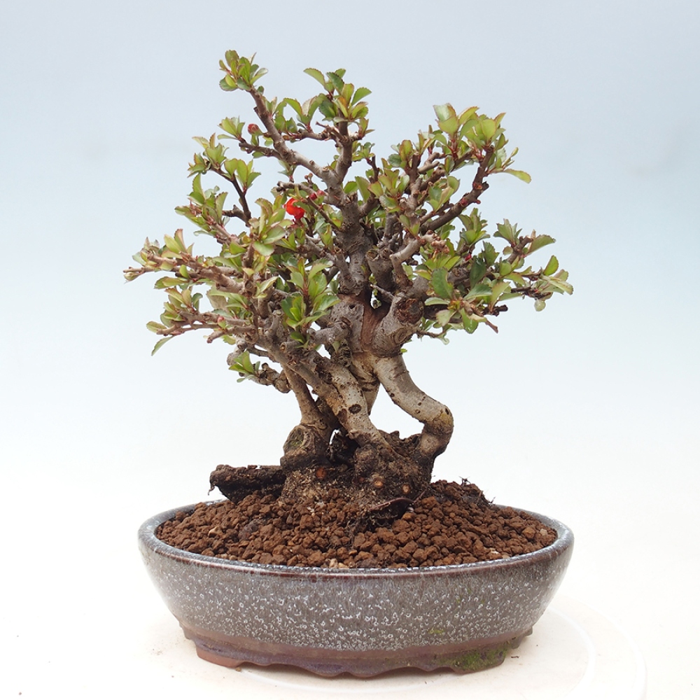 Bonsai zewnętrzne - Chaneomeles speciosa - Pigwa