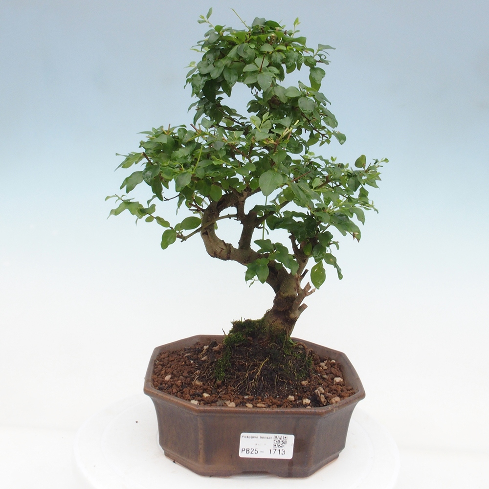 Indoor bonsai -Ligustrum chinensis - dziób ptaka