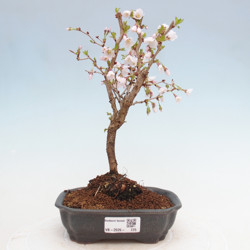 Outdoor bonsai - Prunus incisa Kojou-no mai-Plivon wycięty