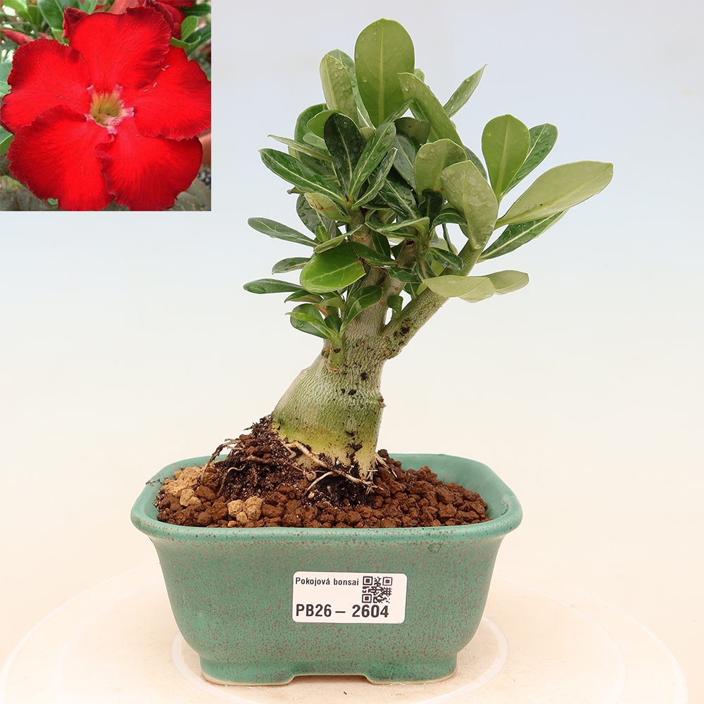Bonsai pokojowe – Adenium obesum Red Star – Róża pustynna