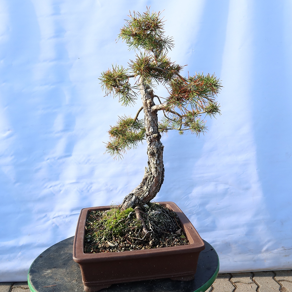 Pinus sylvestris Hiszpania – sosna zwyczajna
