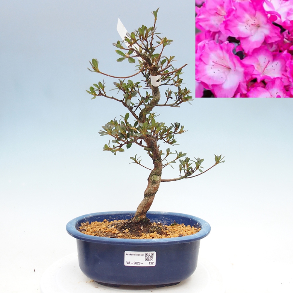 Bonsai zewnętrzne - Azalia japońska - Azalia Mio