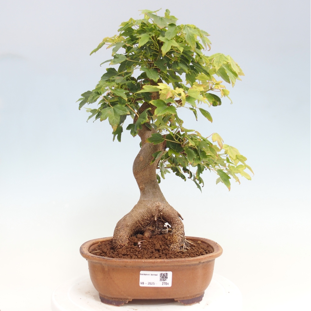 Outdoor bonsai - Maple Buergerianum - Burger Maple