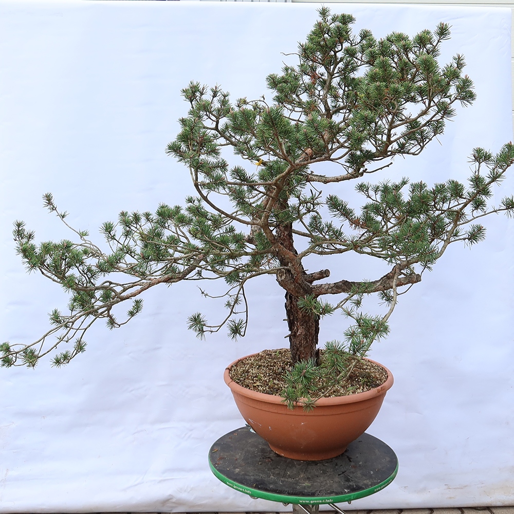 Pinus sylvestris Hiszpania – sosna zwyczajna