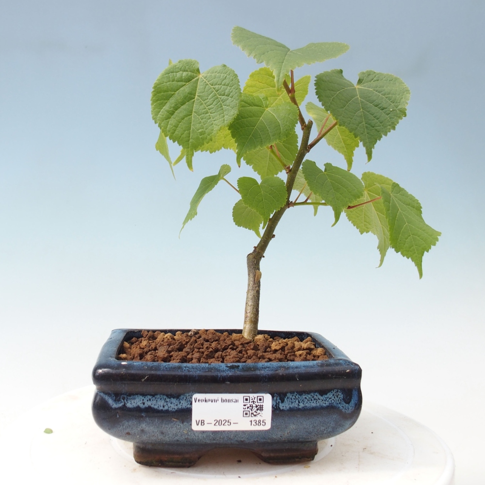Bonsai na zewnątrz - Lipa - Tilia cordata