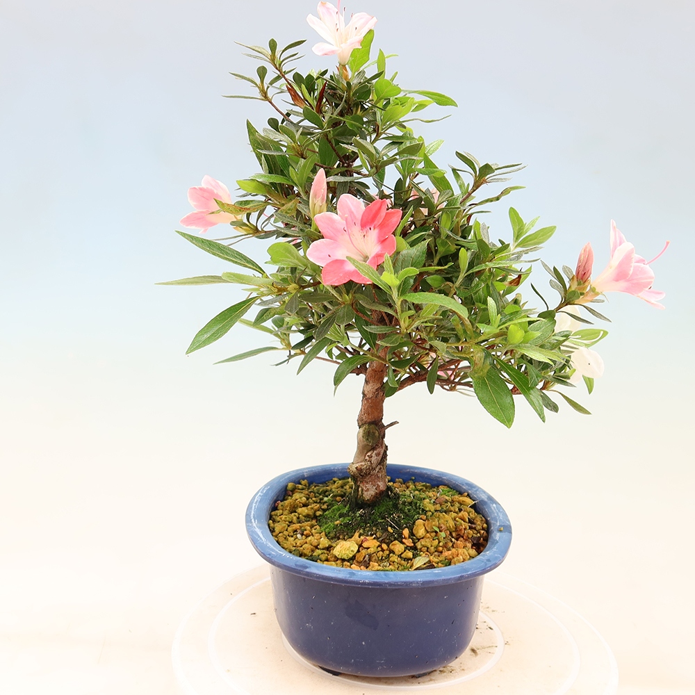 Bonsai zewnętrzne - Azalia japońska - Azalia Senhime