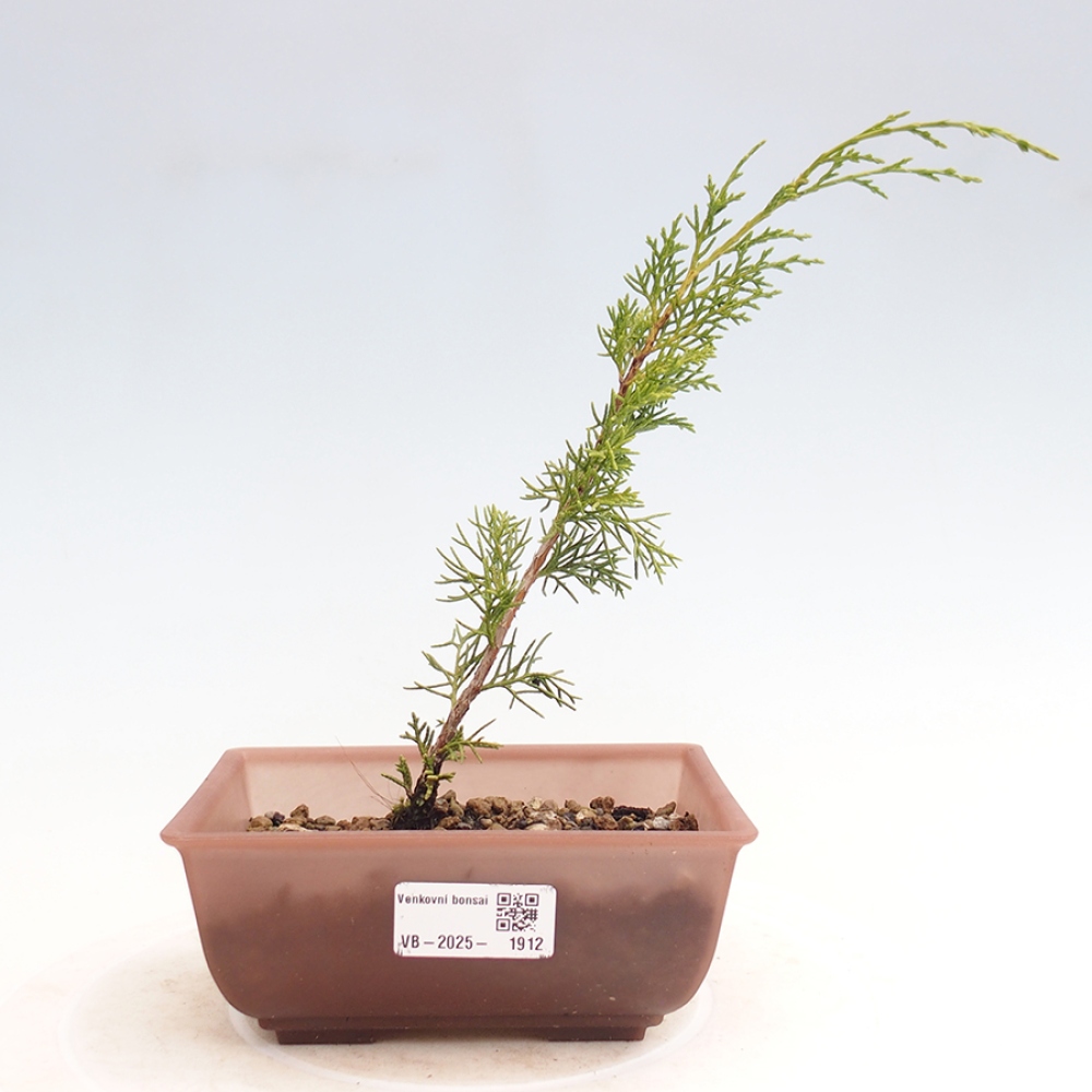Outdoor bonsai - Juniperus chinensis Itoigawa - Jałowiec chiński