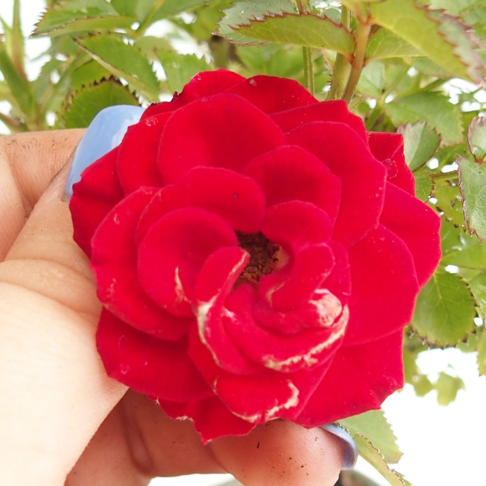 Bonsai na zewnątrz - Rosa Kordes - róża 