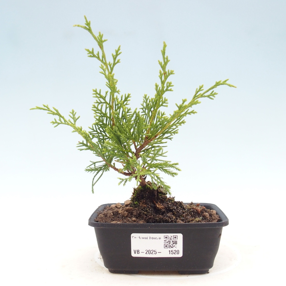 Outdoor bonsai - Juniperus chinensis Itoigawa - Jałowiec chiński
